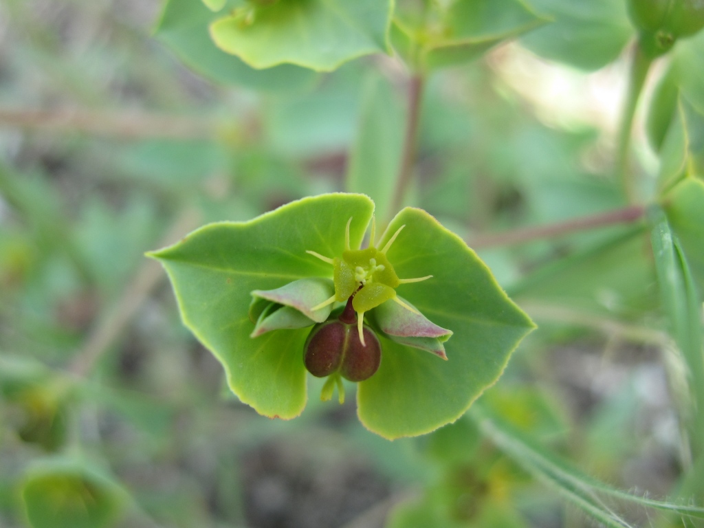 Euphorbia terracina